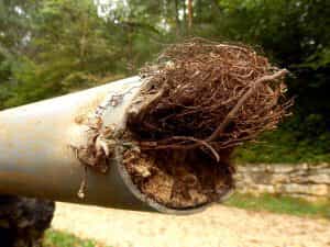 Tree Roots Lodged in a Broken Pipe